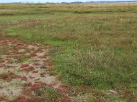 Salicornia europaea 20, Kortarige zeekraal, Saxifraga-Hans Boll