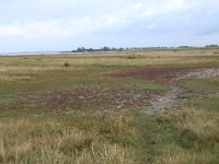 Salicornia europaea 22, Kortarige zeekraal, Saxifraga-Hans Boll