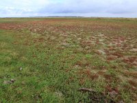 Salicornia europaea 26, Kortarige zeekraal, Saxifraga-Hans Boll