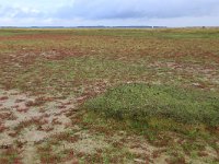 Salicornia europaea 27, Kortarige zeekraal, Saxifraga-Hans Boll