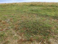 Salicornia europaea 28, Kortarige zeekraal, Saxifraga-Hans Boll