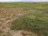 Salicornia europaea 29, Kortarige zeekraal, Saxifraga-Hans Boll