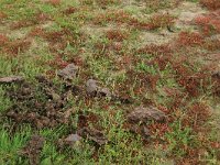 Salicornia europaea 31, Kortarige zeekraal, Saxifraga-Hans Boll