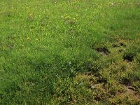 Salicornia europaea 32, Kortarige zeekraal, Saxifraga-Hans Boll