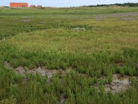 Salicornia europaea 33, Kortarige zeekraal, Saxifraga-Hans Boll