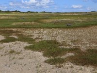 Salicornia europaea 34, Kortarige zeekraal, Saxifraga-Hans Boll