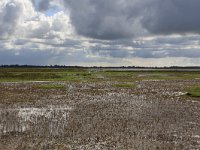 Salicornia europaea 35, Kortarige zeekraal, Saxifraga-Hans Boll