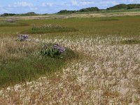 Salicornia europaea 36, Kortarige zeekraal, Saxifraga-Hans Boll