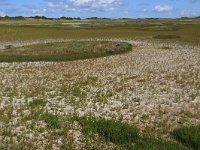 Salicornia europaea 37, Kortarige zeekraal, Saxifraga-Hans Boll