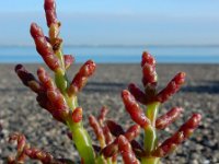 Salicornia europaea 39, Kortarige zeekraal, Saxifraga-Ed Stikvoort