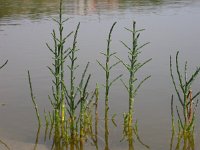 Salicornia europaea 4, Kortarige zeekraal, Saxifraga-Iztok Skornik