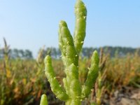 Salicornia europaea 40, Kortarige zeekraal, Saxifraga-Ed Stikvoort