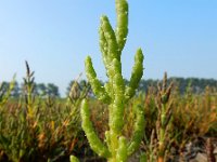 Salicornia europaea 41, Kortarige zeekraal, Saxifraga-Ed Stikvoort