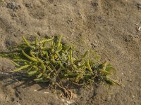 Salicornia europaea 9, Kortarige zeekraal, Saxifraga-Jan van der Straaten