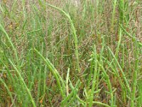 Salicornia fruticosa 2, Saxifraga-Rutger Barendse
