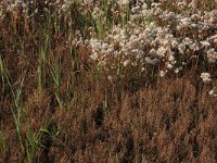 Salicornia procumbens 11, Langarige zeekraal, Saxifraga-Hans Boll