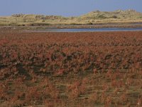 Salicornia procumbens 16, Langarige zeekraal, Saxifraga-Hans Boll