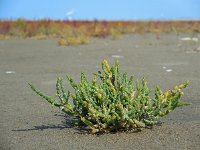 Salicornia procumbens 18, Langarige zeekraal, Saxifraga-Ed Stikvoort