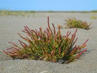 Salicornia procumbens 19, Langarige zeekraal, Saxifraga-Ed Stikvoort