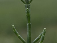 Salicornia procumbens 2, Langarige zeekraal, Saxifraga- Peter Meininger