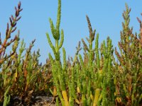 Salicornia procumbens 21, Langarige zeekraal, Saxifraga-Ed Stikvoort
