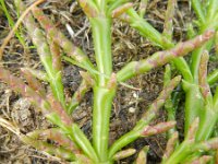 Salicornia procumbens 22, Langarige zeekraal, Saxifraga-Rutger Barendse
