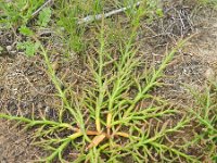 Salicornia procumbens 23, Langarige zeekraal, Saxifraga-Rutger Barendse