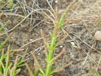 Salicornia procumbens 24, Langarige zeekraal, Saxifraga-Rutger Barendse
