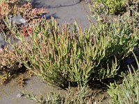 Salicornia procumbens 6, Langarige  zeekraal, Saxifraga-Peter Meininger