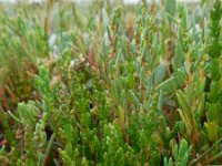 Salicornia pusilla 10, Eenbloemige zeekraal, Saxifraga-Ed Stikvoort