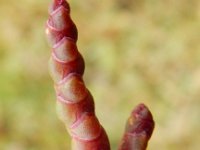 Salicornia pusilla 2, Eenbloemige zeekraal, Saxifraga-Peter Meininger