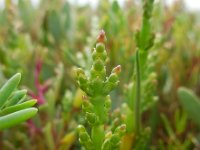 Salicornia pusilla 3, Eenbloemige zeekraal, Saxifraga-Ed Stikvoort