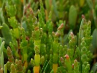 Salicornia pusilla 4, Eenbloemige zeekraal, Saxifraga-Ed Stikvoort