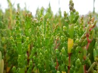 Salicornia pusilla 5, Eenbloemige zeekraal, Saxifraga-Ed Stikvoort
