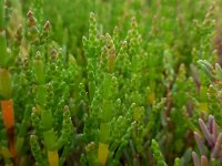 Salicornia pusilla 6, Eenbloemige zeekraal, Saxifraga-Ed Stikvoort