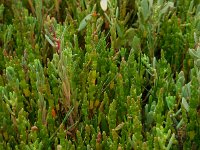 Salicornia pusilla 7, Eenbloemige zeekraal, Saxifraga-Ed Stikvoort