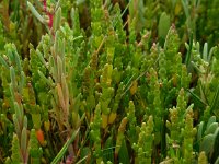 Salicornia pusilla 9, Eenbloemige zeekraal, Saxifraga-Ed Stikvoort