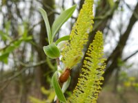 Salix alba 12, Schietwilg, Saxifraga-Rutger Barendse