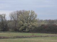 Salix alba 17, Schietwilg, Saxifraga-Hans Boll