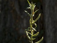 Salix alba ssp alba 2, Schietwilg, Saxifraga-Marijke Verhagen