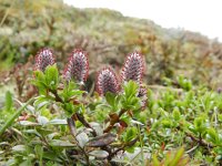 Salix alpina 2, Saxifraga-Rutger Barendse