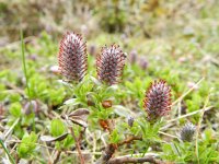 Salix alpina 3, Saxifraga-Rutger Barendse