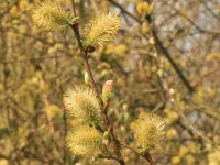 Salix aurita 10, Geoorde wilg, Saxifraga-Rutger Barendse