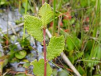 Salix aurita 11, Geoorde wilg, Saxifraga-Rutger Barendse