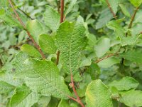 Salix aurita 12, Geoorde wilg, Saxifraga-Rutger Barendse