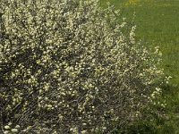 Salix aurita 2, Geoorde wilg, Saxifraga-Marijke Verhagen