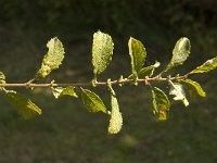 Salix aurita 4, Geoorde wilg, Saxifraga-Jan van der Straaten