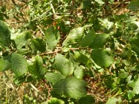 Salix aurita 6, Geoorde wilg, Saxifraga-Rutger Barendse
