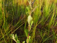 Salix aurita 8, Geoorde wilg, Saxifraga-Rutger Barendse