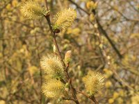 Salix aurita 10, Geoorde wilg, Saxifraga-Rutger Barendse